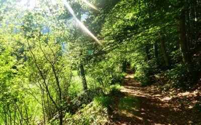 du 04 au 06 juin 2021 : week-end bain de forêt (Shinrin yoku) et grimpe dans les arbres – 265 €